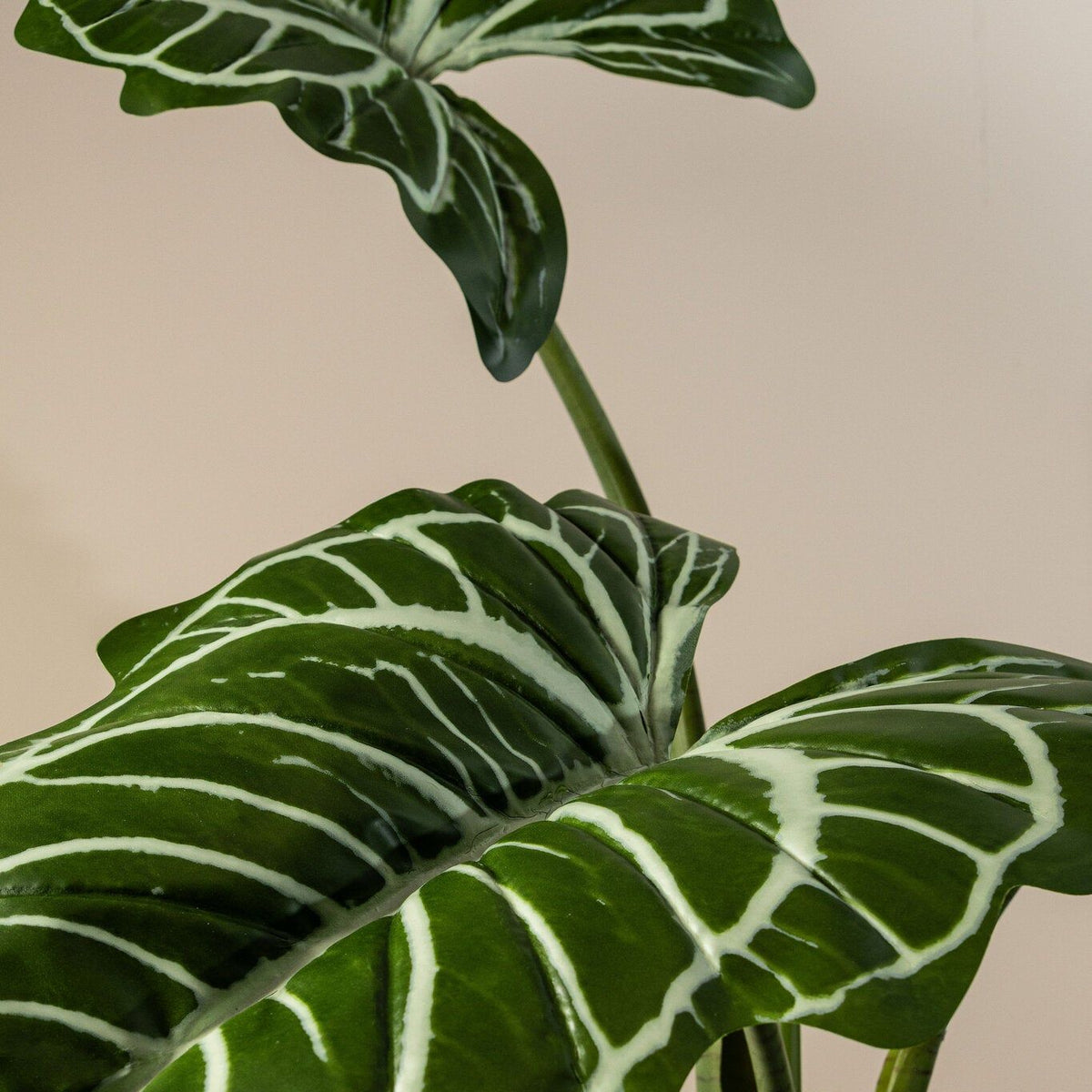 Detail van het pijlvormige blad met nerven van de kunstalocasia van PTMD