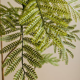 Detail van de kleine deelblaadjes van de kunstmimosa van PTMD