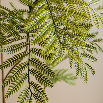 Detail van de kleine deelblaadjes van de kunstmimosa van PTMD