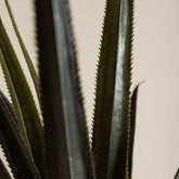 Detail van de gebogen bladeren van de kunstpandanus van PTMD