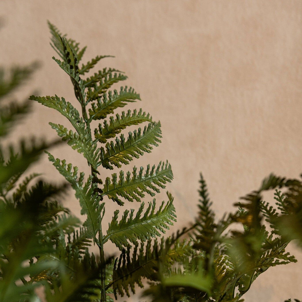 Detail van de gevederde bladeren van de groene kunstvaren van PTMD