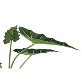 Leaves Plant Green Alocasia Plant In Pot S 60x76x80cm PTMD - Kunstplant - PTMD - livinglovely.nl