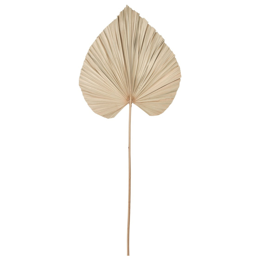 Must Living Wandblad Palm Large - Wanddecoratie - MUST Living - livinglovely.nl
