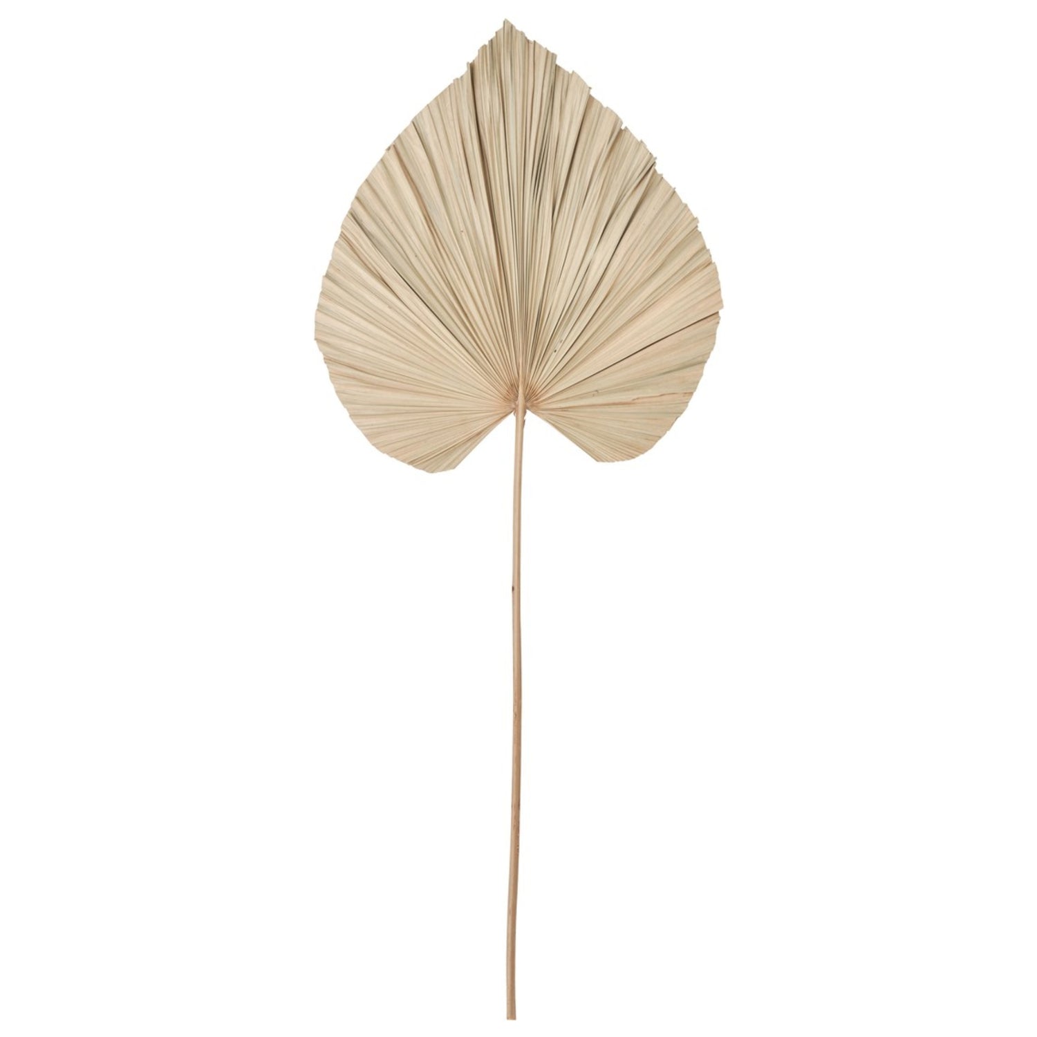 Must Living Wandblad Palm Large - Wanddecoratie - MUST Living - livinglovely.nl