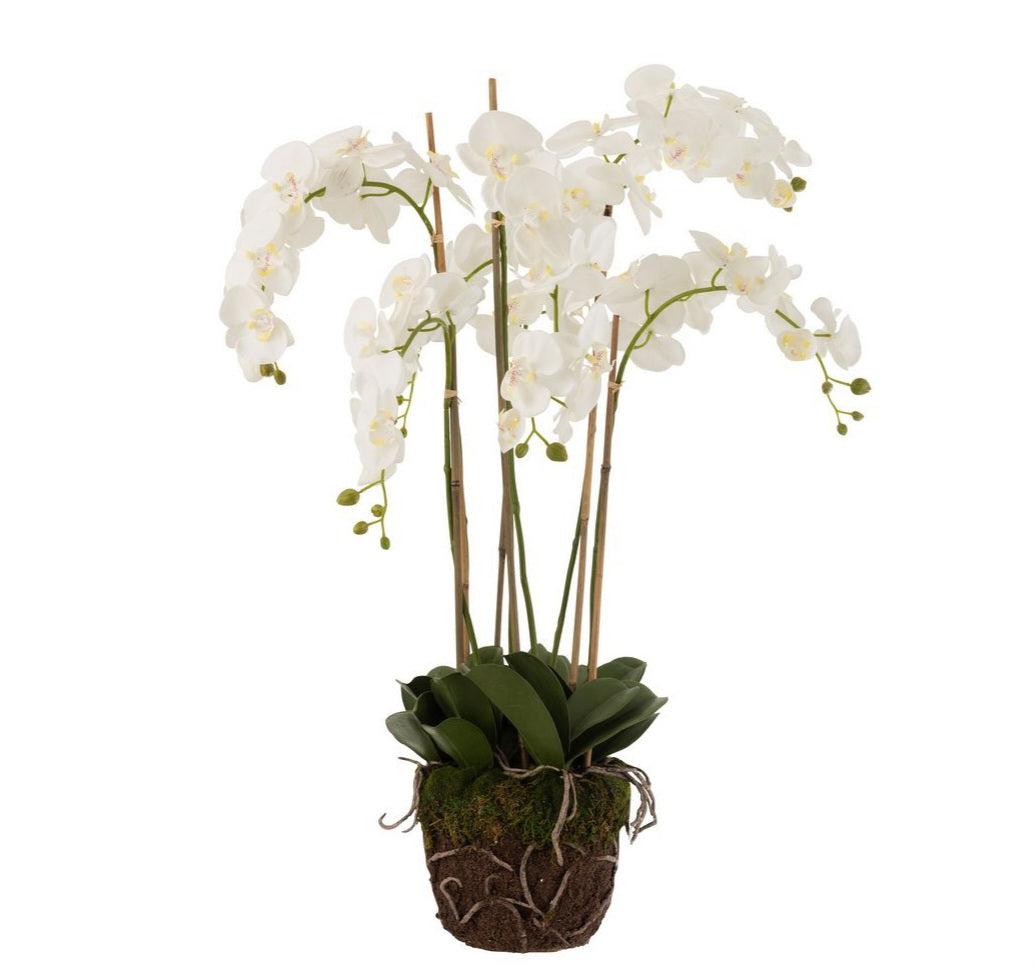 Orchidee In Aarde Plastiek Wit/Groen Extra Large L60cmb53cmh104cm - Kunstplant - J-Line - livinglovely.nl