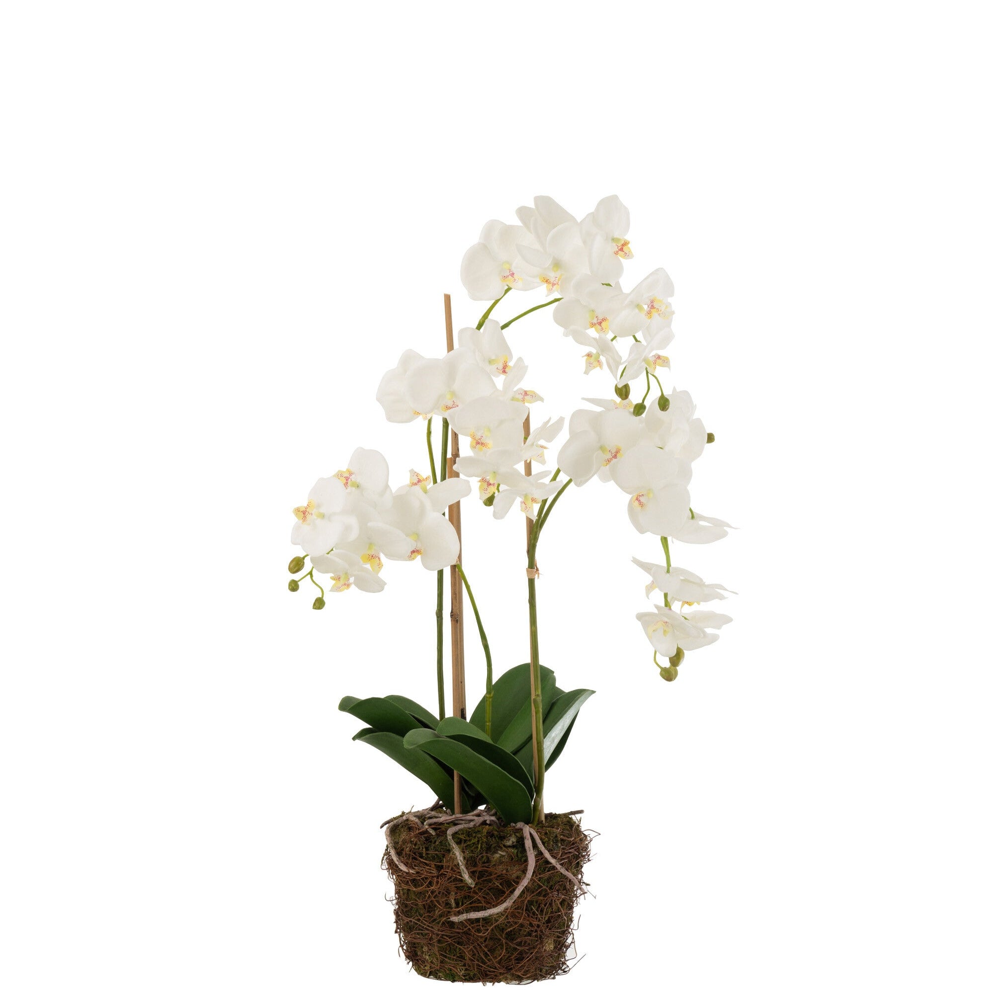 Orchidee In Aarde Plastiek Wit/Groen Large 32x32x75cm - Kunstplant - J-Line - livinglovely.nl