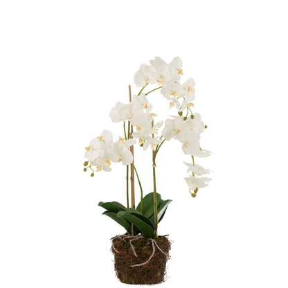 Orchidee In Aarde Plastiek Wit/Groen Large 32x32x75cm - Kunstplant - J-Line - livinglovely.nl
