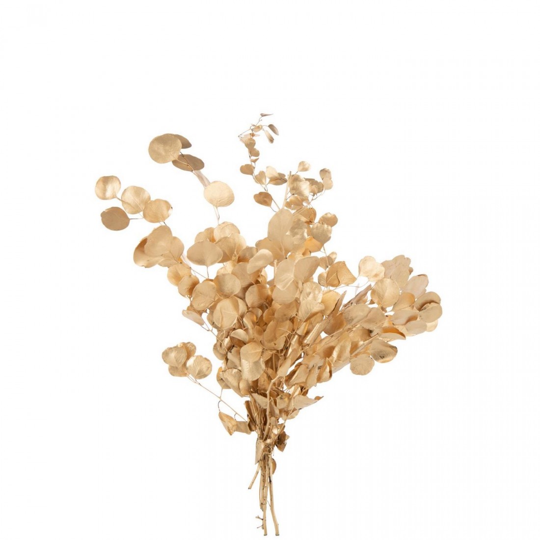 Eucalyptus Droogbloem Goudkleurig J-Line