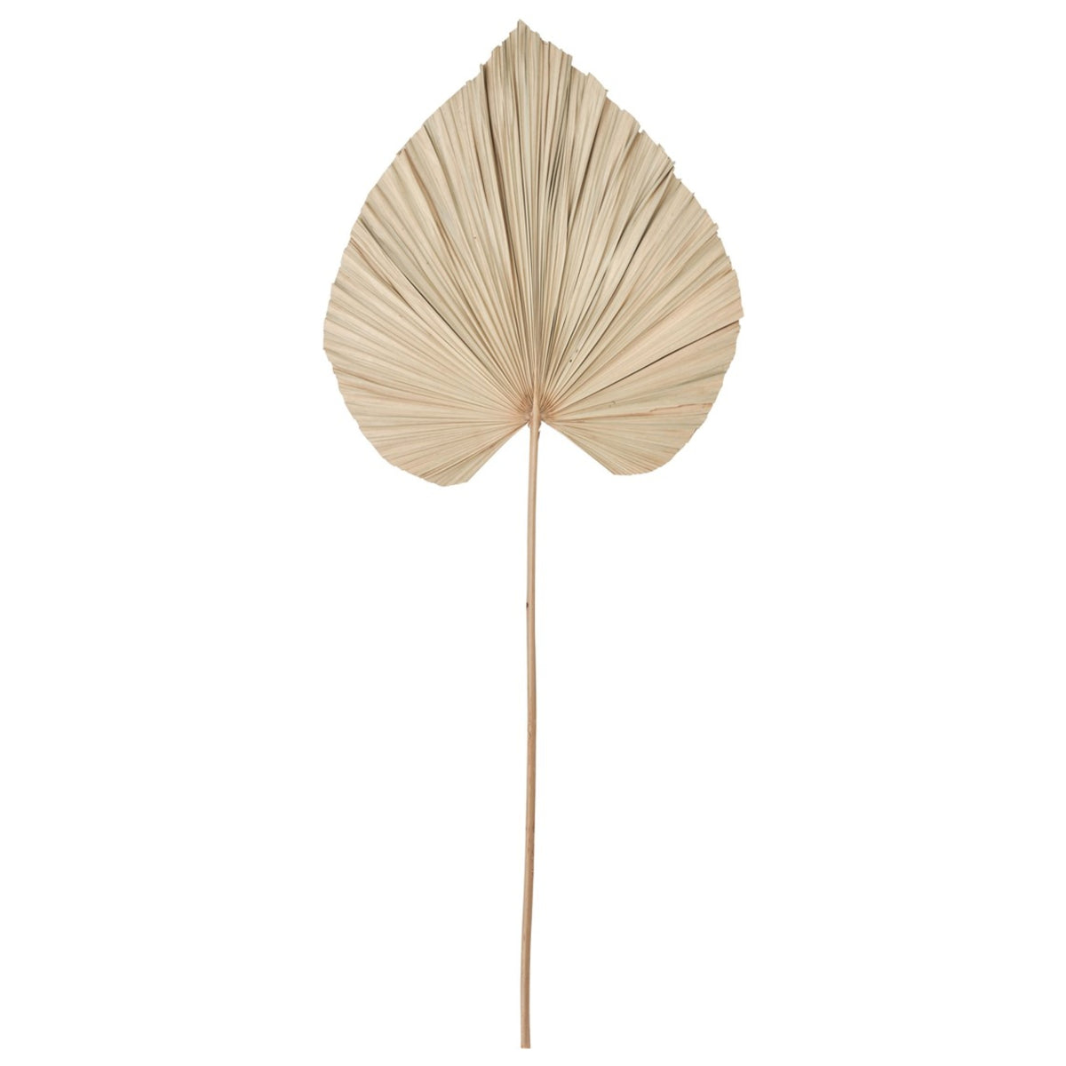 Wandblad Palm naturel Large 145cm gedroogd palmblad MUST Living