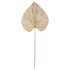 Wandblad Palm naturel Large 145cm gedroogd palmblad MUST Living