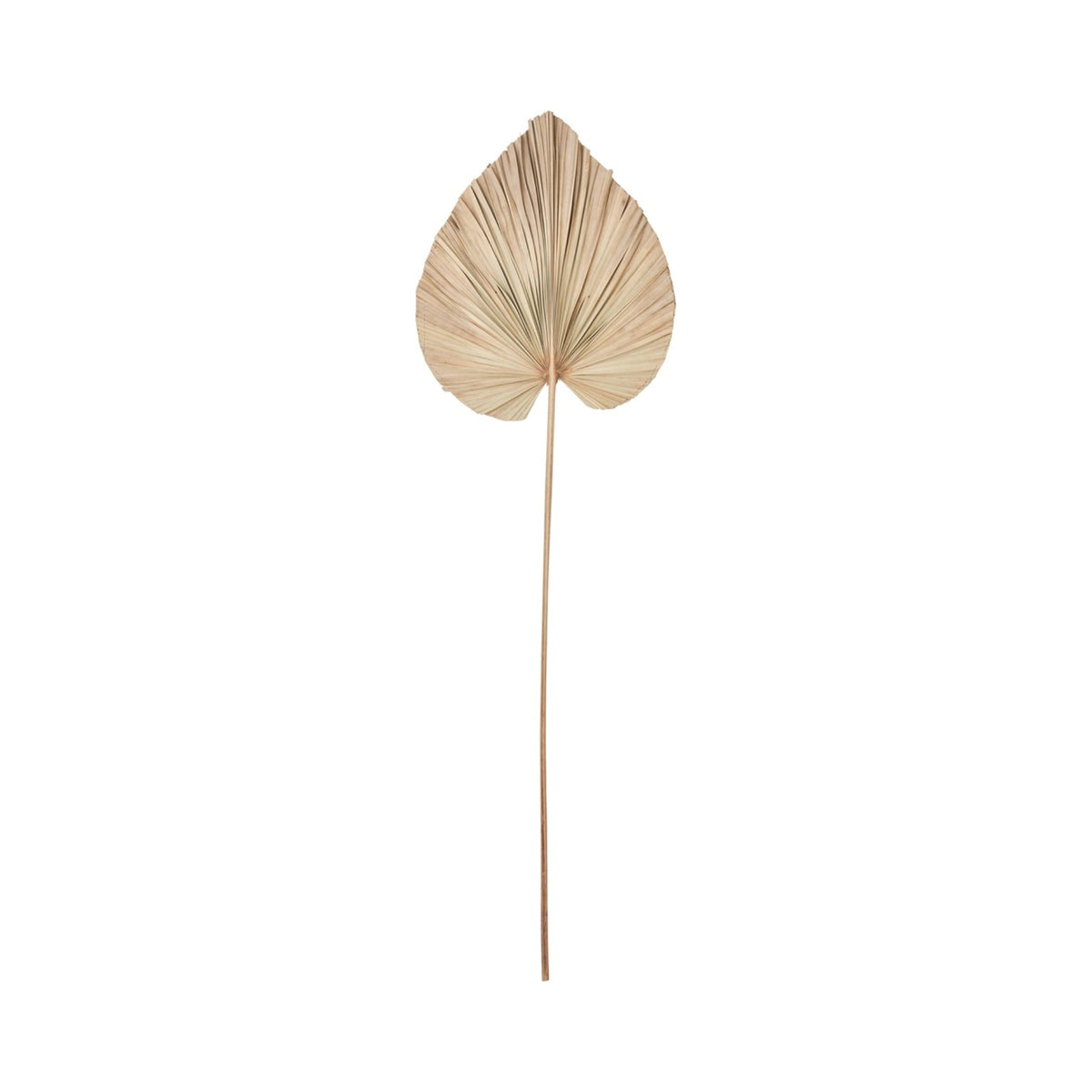 Wandblad Palm Naturel Small van MUST Living, smal palmblad in naturel aan de wand